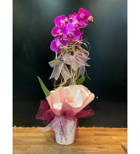 IMPORTED PURPLE ORCHID